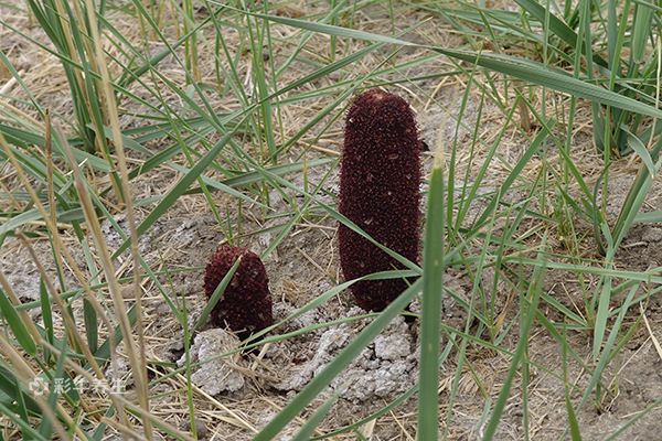锁阳泡水喝的正确方法 锁阳的功效与作用
