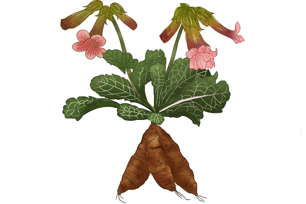 地黄泡水喝有什么好处 地黄泡水喝的功效