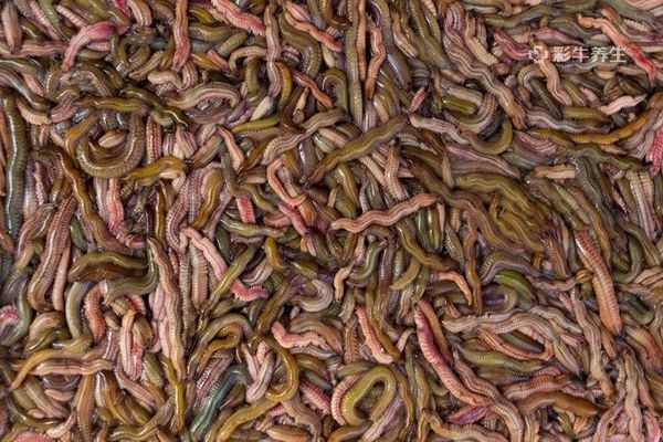 沙虫的功效与营养价值