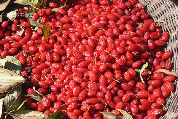 山萸肉泡水喝的功效 山萸肉泡水喝有什么好处