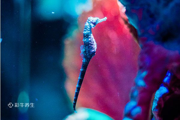 海马泡酒有什么功效 海马泡酒的药用价值