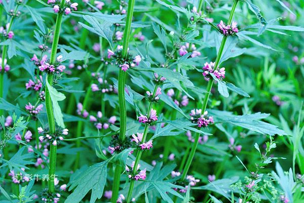益母草泡水喝的功效与作用 益母草泡水喝的禁忌