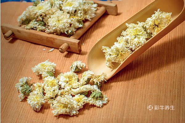 黄芪菊花泡水喝的功效 黄芪菊花泡水喝有哪些好处