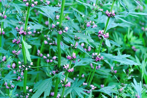 益母草在经期能喝吗 益母草的作用及功效