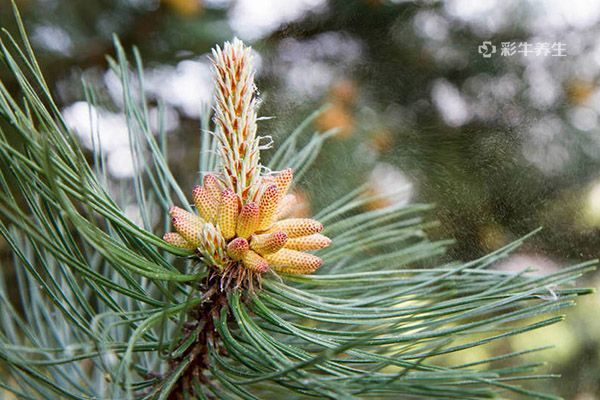破壁松花粉的功效与作用 破壁松花粉的好处