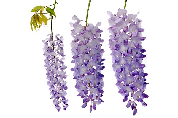 紫藤花可以吃吗 紫藤花的功效与作用