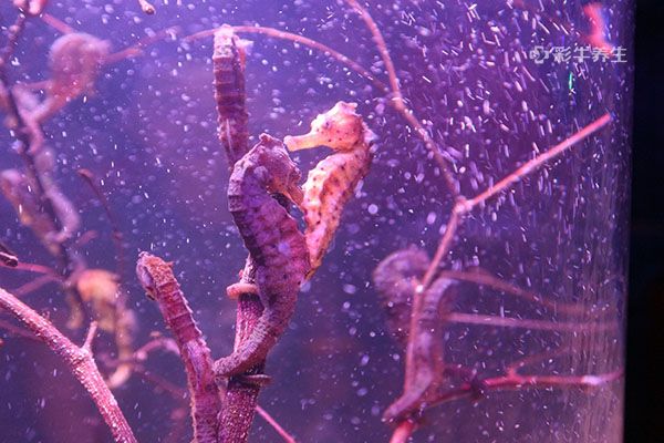 海马泡酒有什么功效 海马泡酒的药用价值