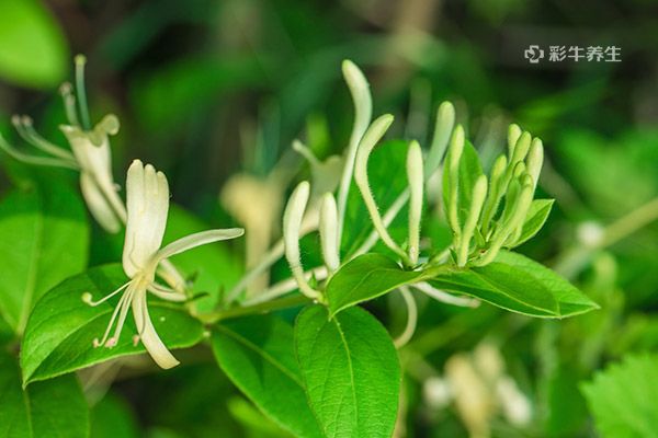 金银花泡水喝能减肥吗 金银花泡水喝的功效和作用