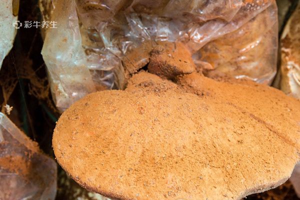 灵芝孢子粉的正确吃法 灵芝孢子粉的功效与作用
