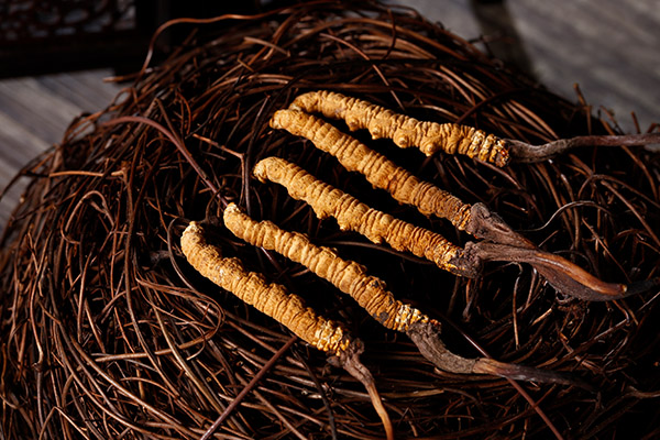 虫草的功效与作用及营养 虫草有哪些功效与作用