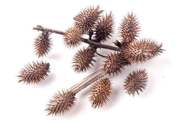 苍耳子泡水喝正确方法 苍耳子泡水喝的功效