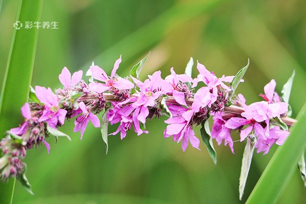 益母草泡水喝的功效与作用 益母草泡水喝的禁忌