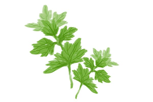 艾叶泡脚能治痛风吗 艾叶泡脚的好处有哪些