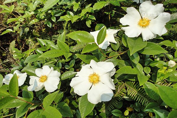 金樱子泡水喝的功效与作用 金樱子泡水喝有哪些好处