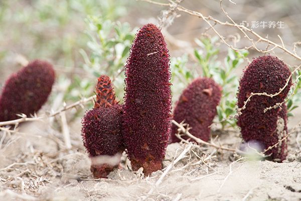 锁阳泡水喝的正确方法 锁阳的功效与作用