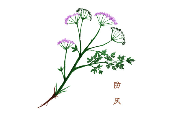 防风的功效与作用及食用方法 防风有哪些营养价值