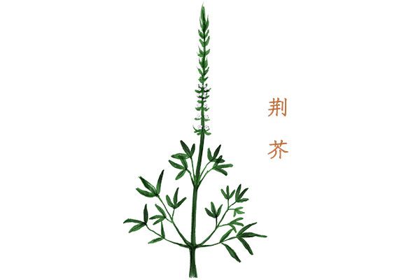 荆芥的功效与作用禁忌 荆芥的药用价值及注意事项