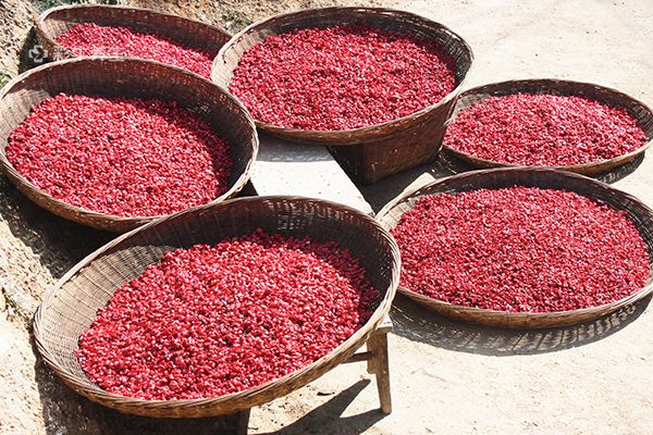 山萸肉泡水喝的功效 山萸肉泡水喝有什么好处