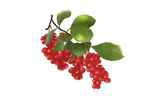 五味子泡酒的功效与作用 五味子泡酒的药用价值