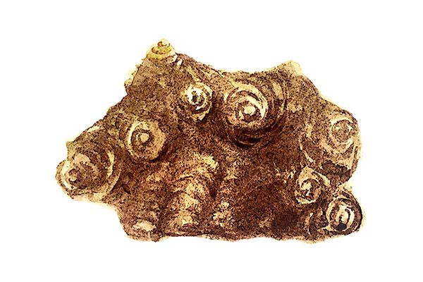 川芎泡水喝的功效 川芎泡水喝有哪些好处