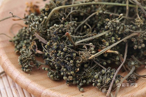 人参花怎么泡水喝正确 人参花泡水喝的功效和作用