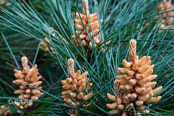 破壁松花粉的功效与作用 破壁松花粉的好处