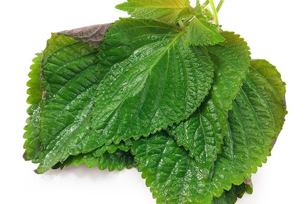 紫苏的功效与作用禁忌 紫苏的药用价值与注意事项