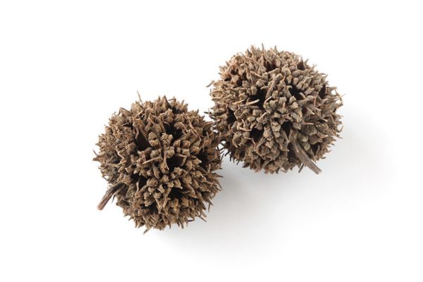 路路通泡水喝的功效 路路通的食用方法