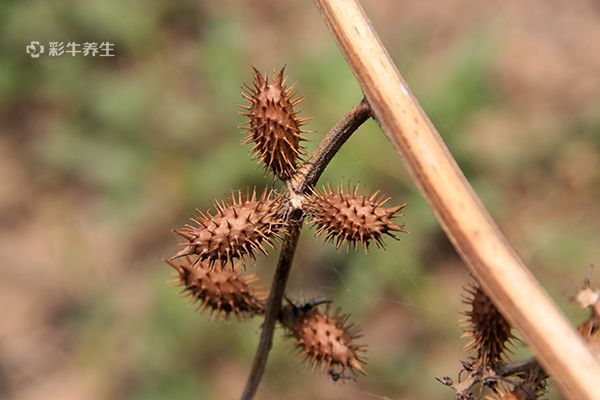 苍耳子泡水喝正确方法 苍耳子泡水喝的功效