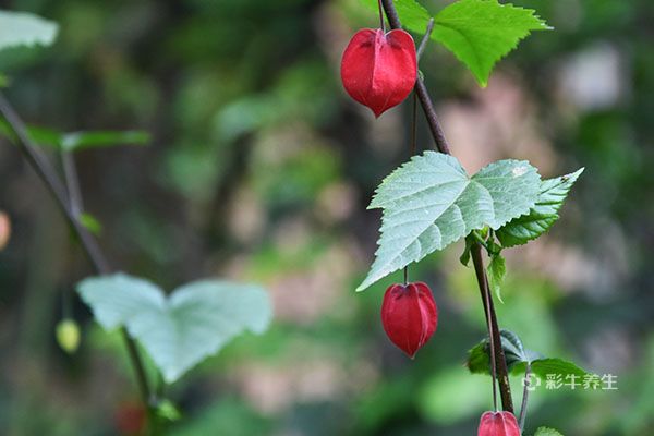 灯笼草泡水喝的功效 灯笼草泡水喝的好处
