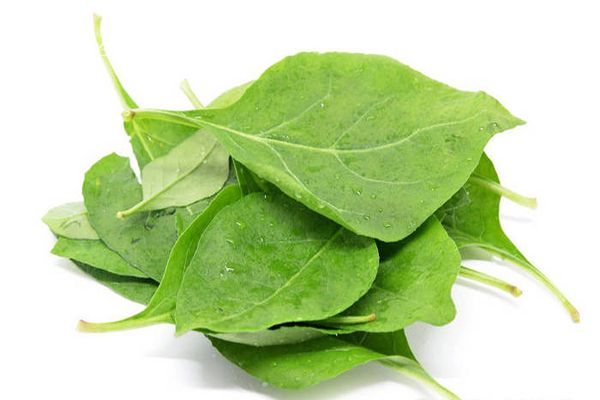 枸杞叶汤的功效与作用 枸杞叶汤的禁忌人群