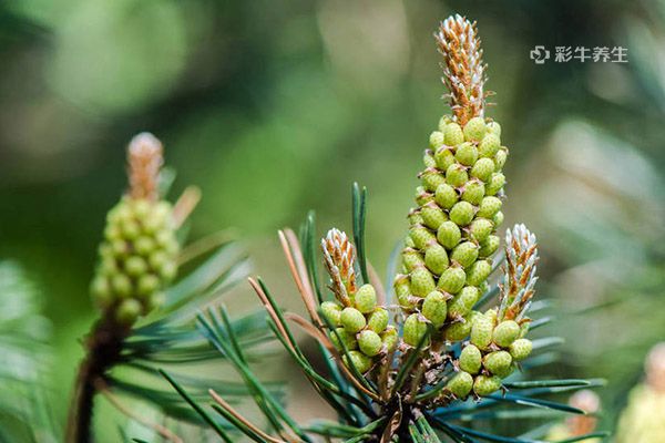 破壁松花粉的功效与作用 破壁松花粉的好处