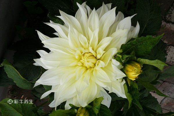 雪莲花泡酒有什么功效 雪莲花泡酒的好处