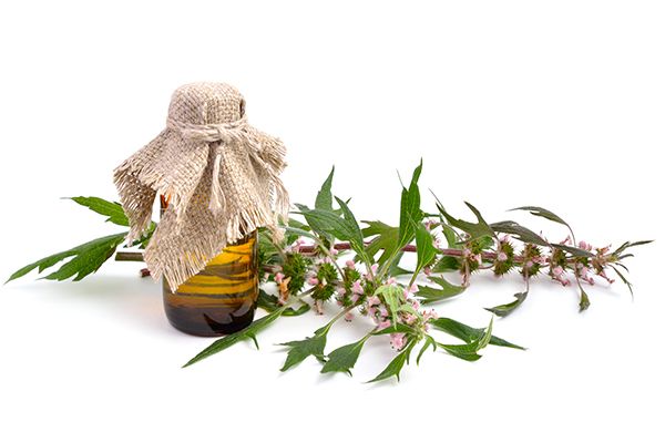 益母草泡脚的功效与作用 益母草泡脚的禁忌