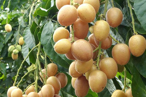 孕妇可以吃黄皮果吗 孕妇吃黄皮果的好处