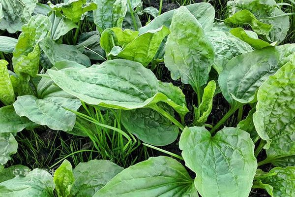 车前草怎么泡水喝 车前草泡水喝的功效