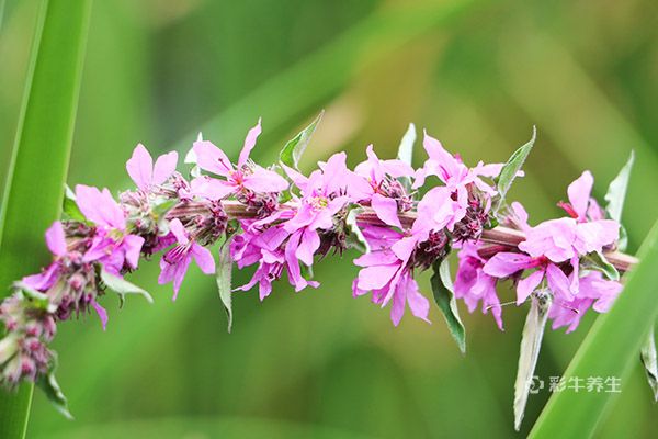 益母草在经期能喝吗 益母草的作用及功效