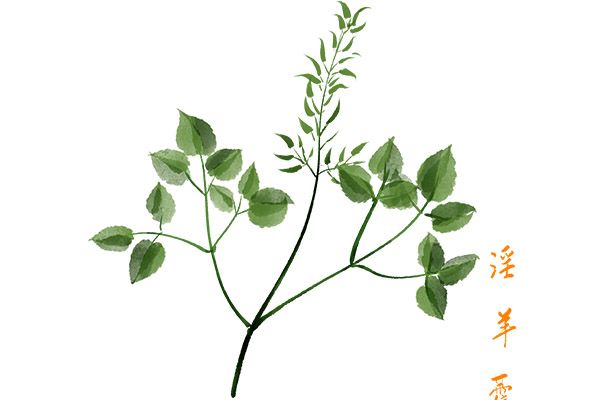 淫羊藿的功效与作用及食用方法 淫羊藿的好处及吃法