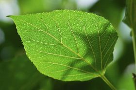 桑叶