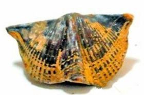 石燕（利水渗湿药）