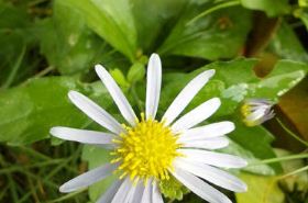 马兰（止血药）