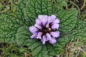 独一味　　独一味的用法用量