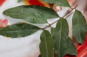 石榴叶