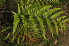 大鳞毛蕨
