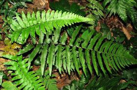 边缘鳞盖蕨