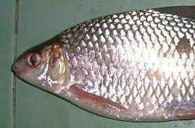 鲮鱼（利水渗湿药）