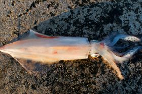 章鱼（补虚药）