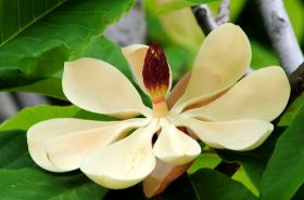 厚朴花