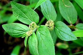 飞扬草（清热药）