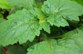 广藿香（祛风湿药）